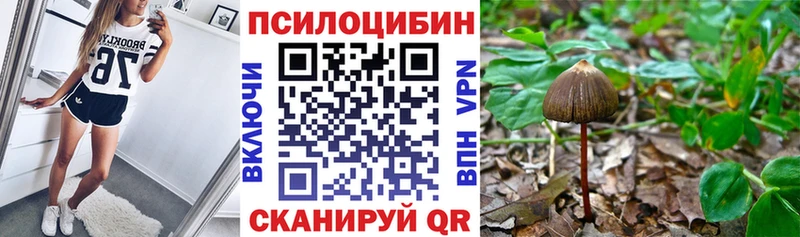 Псилоцибиновые грибы мицелий купить наркоту Хадыженск